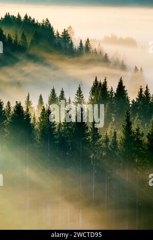 Nebelschwaden und Wald in Oberägeri im Kanton Zug, Schweiz Stockfoto