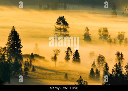 Nebelschwaden und Bäume beim Hochmoor Rothenthurm, Kanton Schyz, Schweiz Stockfoto