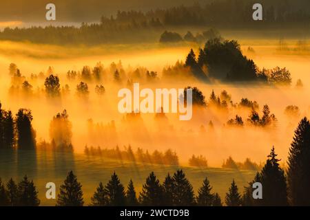 Nebelschwaden und Wald beim Hochmoor Rothenthurm, Kanton Schyz, Schweiz Stockfoto