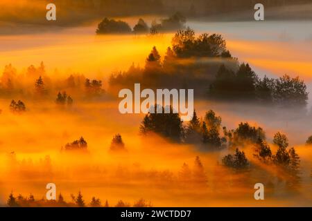 Nebelschwaden und Wald beim Hochmoor Rothenthurm, Kanton Schyz, Schweiz Stockfoto