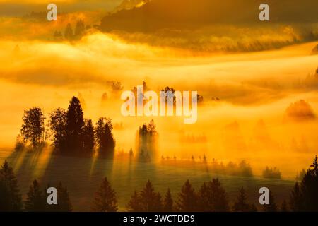 Nebelschwaden und Wald beim Hochmoor Rothenthurm, Kanton Schyz, Schweiz Stockfoto
