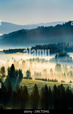 Blick über das Hochmoor Rothenthurm im Kanton Schyz, Schweiz Stockfoto