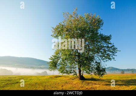 ESPE im Hochmoor Rothenthurm im Kanton Schyz, Schweiz Stockfoto