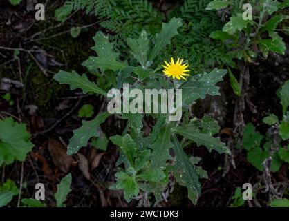 Andryala pinnatifida, eine kanarische Pflanze in Blüte im November, Teno Alto, Teneriffa, Kanarische Inseln, Spanien Stockfoto