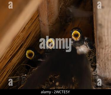 Hirundo rustica – Schwalbenküken im Nest, die kurz davor sind, Futter von Elternvogel zu erhalten, Norfolk Wildlife Trust, Hickling Hickling Broad NWT, August 2023 Stockfoto