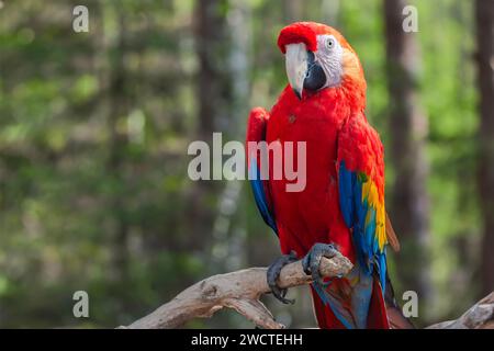 Porträt eines scharlachroten Aras auf einem Baumzweig Stockfoto