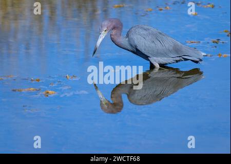 Dreifarbige Reiher (Egretta tricolor) Angeln im Wasser, Merritt Island, Florida, USA. Stockfoto