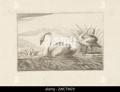 Zwanen, Pieter Schenk (i) (zugeschrieben), nach Francis Barlow, 1675–1711 drucken fünf Schwäne im und in der Nähe des Wassers. Amsterdamer Papierätzung Wasservögel: schwan Stockfoto