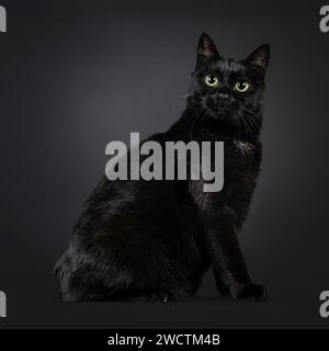 Wunderschöne schwarze Tailles Manx Katze, die seitlich sitzt. Blick auf die Kamera mit grünen Augen. Isoliert auf schwarzem Hintergrund. Stockfoto