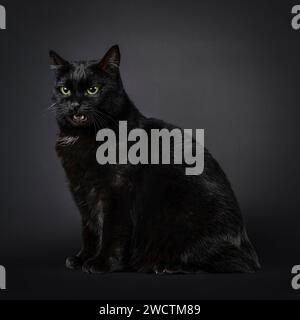 Wunderschöne schwarze Tailles Manx Katze, die seitlich sitzt. Ein lustiges Gesicht. Isoliert auf schwarzem Hintergrund. Stockfoto