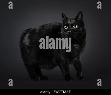 Wunderschöne schwarze Tailles Manx Katze, seitlich stehend. Mit grünen Augen neben die Kamera schauen. Isoliert auf schwarzem Hintergrund. Stockfoto