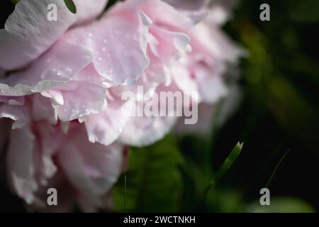 Hellrosa Wildrosen in einem Wald in Finnland. Nahaufnahme einiger Wassertropfen auf den Blütenblättern. Stockfoto