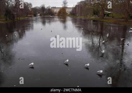 London, Großbritannien. Januar 2024. Möwen stehen auf dem gefrorenen See im St James's Park im Zentrum von London mit Blick auf den Buckingham Palace, während die Temperaturen im ganzen Vereinigten Königreich weiterhin kalt sind. Quelle: Vuk Valcic/Alamy Live News Stockfoto