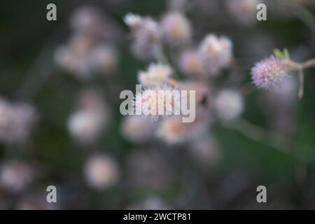Schönes Feld mit Trockenfrüchten in Finnland im Herbst. Stockfoto