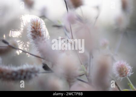 Schönes Feld mit Trockenfrüchten in Finnland im Herbst. Stockfoto