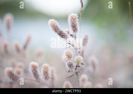 Schönes Feld mit Trockenfrüchten in Finnland im Herbst. Stockfoto