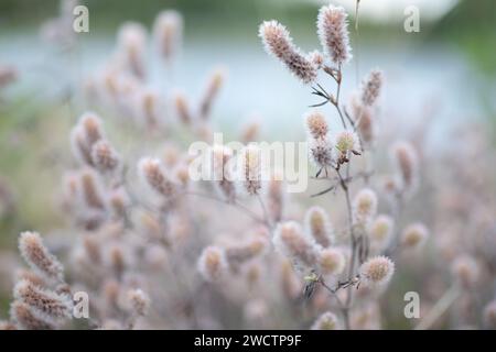 Schönes Feld mit Trockenfrüchten in Finnland im Herbst. Stockfoto