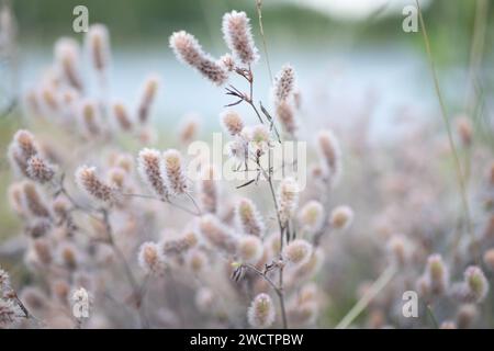 Schönes Feld mit Trockenfrüchten in Finnland im Herbst. Stockfoto