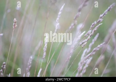 Schönes Feld mit Trockenfrüchten in Finnland im Herbst. Stockfoto