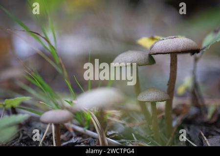 Wilde Pilze, die im Herbst in einem finnischen Wald wachsen. Stockfoto