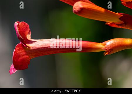 Eine Nahaufnahme einer roten Bignonia, die sich gerade horizontal geöffnet hat Stockfoto