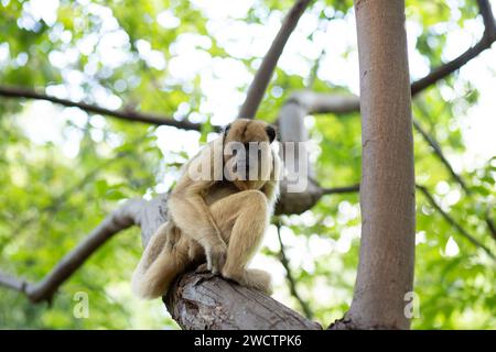 GOIANIA GOIAS BRASILIEN - 07. DEZEMBER 2023: Ein weibliches Schwarzes Brüllaffen, das auf einem Ast im Park thront. (Alouatta caraya) Stockfoto