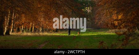 Herbstfarbenpanorama der Queen Mary's Avenue, Thetford Forest mit Mann und Hund, die durch den Thetford Forest laufen, November 2023 Stockfoto