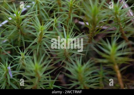 Fichten- und Kiefernkeimlinge und Stämme, die in finnischen Wäldern wachsen. Stockfoto