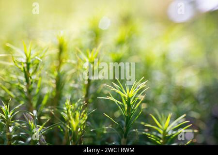 Fichten- und Kiefernkeimlinge und Stämme, die in finnischen Wäldern wachsen. Stockfoto