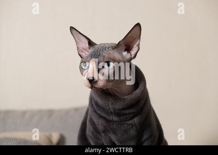 Porträt einer kanadischen Sphynx-Katze im warmen grauen Kleidungs-Body. Kleidung für Haustiere. Stockfoto