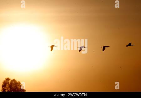 Nakhon Sawan, Thailand. Januar 2024. Eine Störchenherde, die während eines Sonnenuntergangs in der Provinz Nakhon Sawan, nördlich von Bangkok, über einem Reisfeld flog. Quelle: SOPA Images Limited/Alamy Live News Stockfoto
