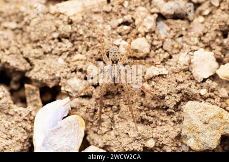 Sumatra-Wolfsspinne, Pardosa sumatrana, Satara, Maharashtra, Indien Stockfoto