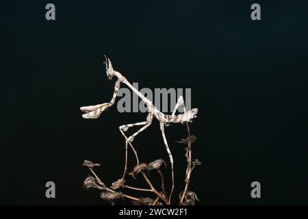 Geigenmantis, Empusa pennata, Satara, Maharashtra, Indien Stockfoto