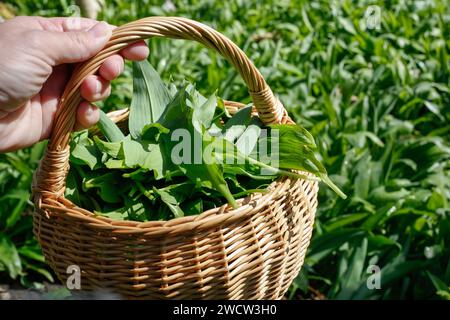 Selektiver Fokus auf Korb voller frisch geernteter natürlicher Knoblauch und grünen Blättern von Allium ursinum. Nahaufnahme der Hand mit Korb. Stockfoto
