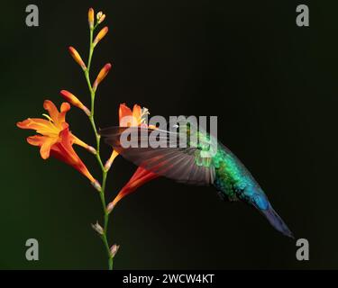 Glühender Kolibri, Panterpe Insignis, fliegen neben der wunderschönen rosa Blume Savegre, Costa Rica. Vogel mit Blüte, saugender Nektar. Wildtiere fl Stockfoto