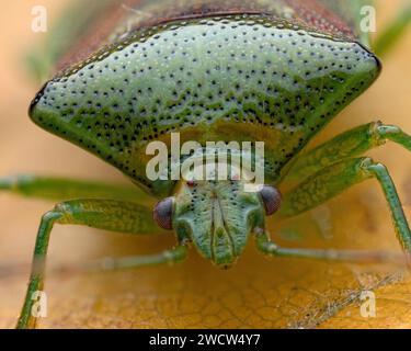 Überwinterung Birkenschildkäfer (Elasmostethus interstinctus) auf Blatt. Tipperary, Irland Stockfoto