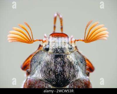 Makrophotogramm des Kopfes eines männlichen Junikäfers Melolontha melolontha mit seinen Lamellatantennen. Stockfoto