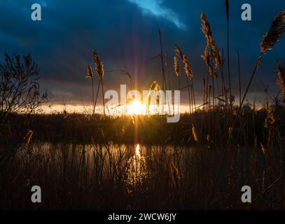 Die Sonnenstrahlen bei Sonnenuntergang durchbrechen dicke dunkle Wolken und beleuchten das Schilf am Flussufer mit goldener Hintergrundbeleuchtung Stockfoto