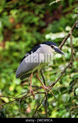 Der quergestreifte Reiher ist auch als Mangrovenreiher bekannt Stockfoto
