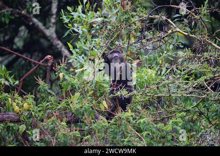 Blauer Affe im Baum Stockfoto