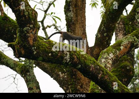 Blauer Affe im Baum Stockfoto