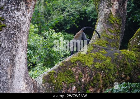 Blauer Affe im Baum Stockfoto