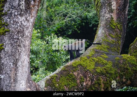 Blauer Affe im Baum Stockfoto