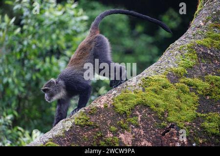 Blauer Affe im Baum Stockfoto