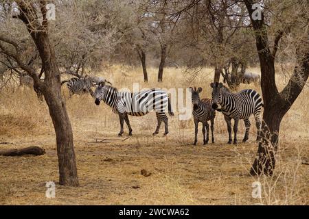 Gruppe von Zebras in der afrikanischen Savanne, Akazienbäume Stockfoto