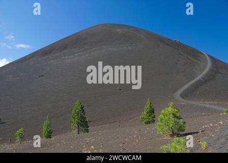 Kiefer bei Schlackenkegel, Lassen Volcanic Nationalpark, Kalifornien Stockfoto