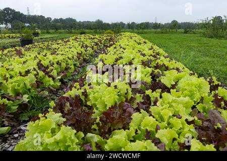 Zuchtbeete mit frischem Salat im Gemüsegarten Stockfoto