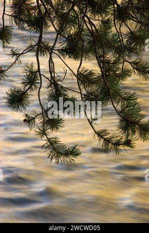 Truckee River entlang Truckee River Bike Trail, Lake Tahoe Basin National Forest, Kalifornien Stockfoto