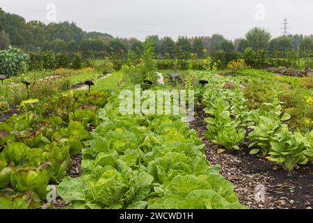 Frische Endivienköpfe wachsen im städtischen Gemeindegarten Het Lichtveen in der Provinz Bennekom Gelderland in den Niederlanden Stockfoto