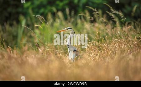 Grauer Reiher, steht im Gras, aus nächster Nähe, im Winter in großbritannien Stockfoto